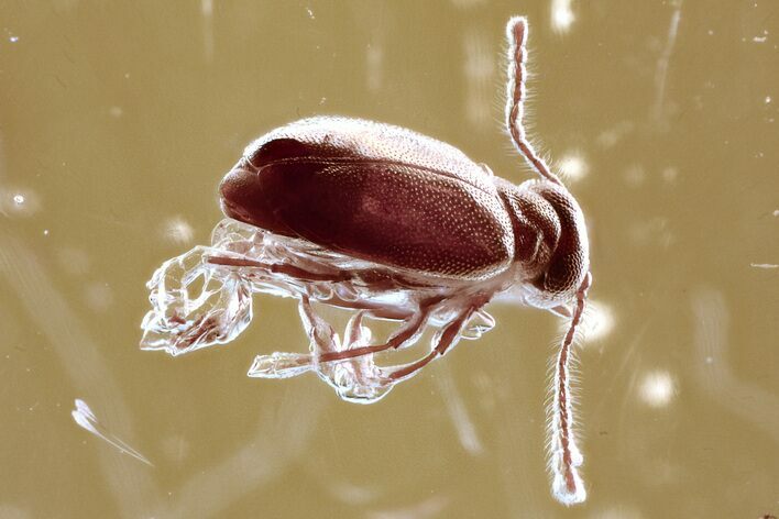 Fossil Ant-Like Leaf Beetle (Palaeocnopus) in Baltic Amber #321740
